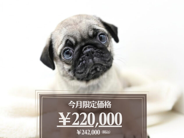 岡山県のパグ (アミーゴ大安寺店/2026年4月30日生まれ/女の子/フォーン)の子犬の1枚目の画像