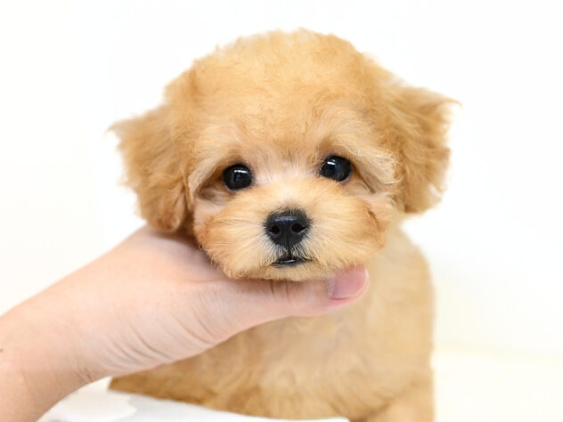 岡山県のトイプードル(トイ) (アミーゴ大安寺店/2026年5月15日生まれ/女の子/ペールフォーン)の子犬の2枚目の画像