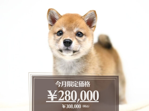 岡山県の豆柴 (アミーゴ大安寺店/2026年4月6日生まれ/女の子/赤)の子犬の1枚目の画像