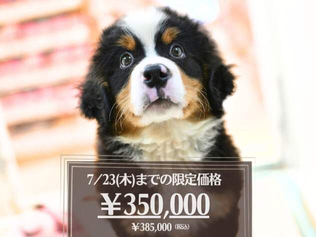岡山県のバーニーズマウンテンドッグ (アミーゴ大安寺店/2026年4月28日生まれ/女の子/ブラックラストホワイト)の子犬の1枚目の画像