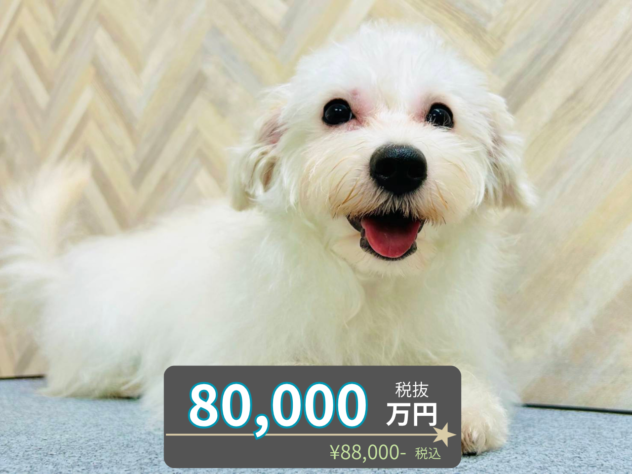 岡山県のハーフ犬・ミックス犬 (アミーゴ水島店/2025年12月3日生まれ/女の子/ホワイト)の子犬の1枚目の画像