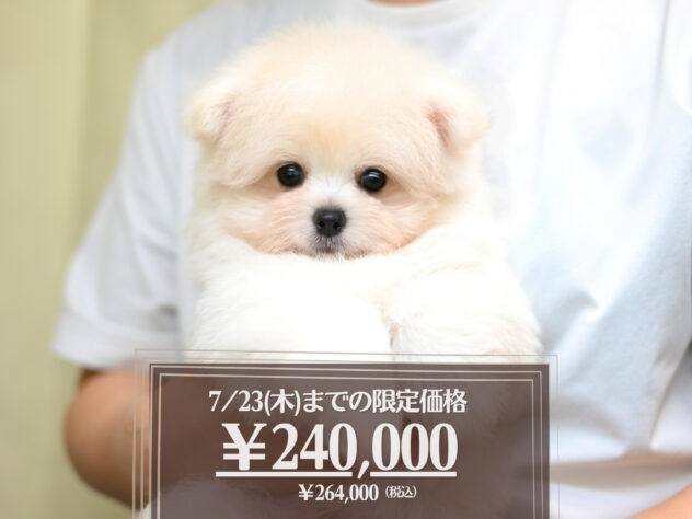 岡山県のハーフ犬・ミックス犬 (アミーゴ大安寺店/2026年4月18日生まれ/男の子/クリーム)の子犬の1枚目の画像