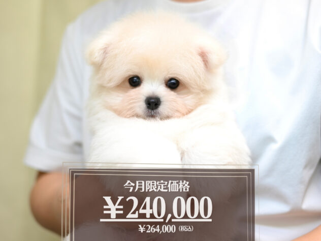 岡山県のハーフ犬・ミックス犬 (アミーゴ大安寺店/2026年4月18日生まれ/男の子/クリーム)の子犬の1枚目の画像