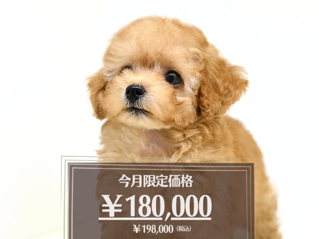 岡山県のトイプードル(トイ) (アミーゴ大安寺店/2026年5月15日生まれ/男の子/ペールフォーン)の子犬の1枚目の画像