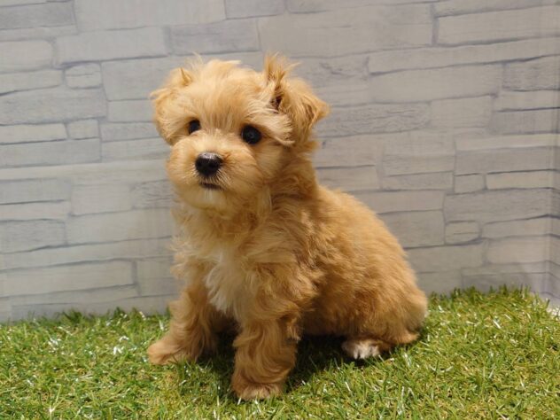 新潟県のハーフ犬・ミックス犬 (アミーゴ新発田店/2026年4月28日生まれ/男の子/アプリコット)の子犬の3枚目の画像