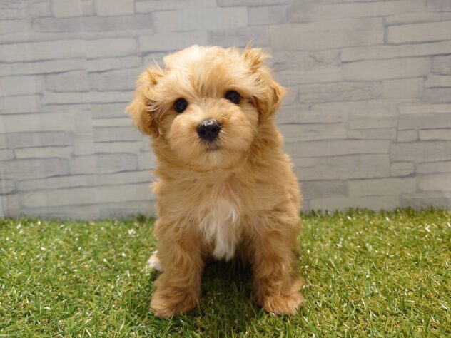 新潟県のハーフ犬・ミックス犬 (アミーゴ新発田店/2026年4月28日生まれ/男の子/アプリコット)の子犬の1枚目の画像