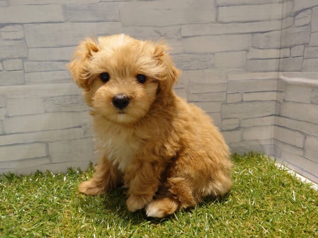 新潟県のハーフ犬・ミックス犬 (アミーゴ新発田店/2026年4月28日生まれ/男の子/アプリコット)の子犬の2枚目の画像