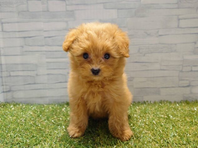 新潟県のハーフ犬・ミックス犬 (アミーゴ新発田店/2026年5月11日生まれ/女の子/アプリコット)の子犬の1枚目の画像