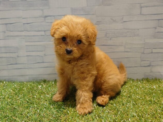 新潟県のハーフ犬・ミックス犬 (アミーゴ新発田店/2026年5月11日生まれ/女の子/アプリコット)の子犬の3枚目の画像