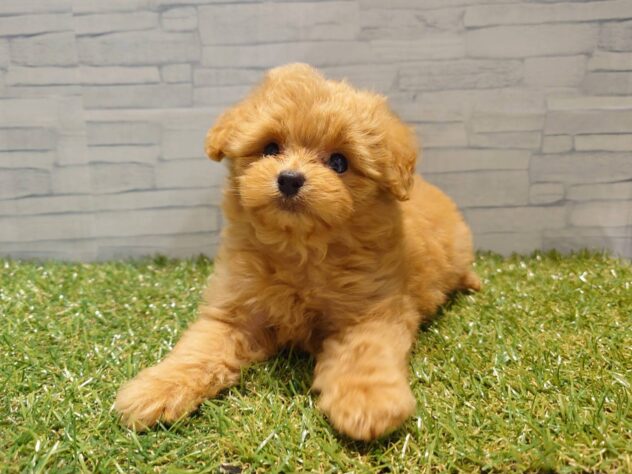 新潟県のハーフ犬・ミックス犬 (アミーゴ新発田店/2026年5月11日生まれ/女の子/アプリコット)の子犬の2枚目の画像