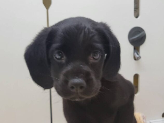福島県のハーフ犬・ミックス犬 (アミーゴ須賀川店/2026年5月12日生まれ/女の子/ブラック)の子犬