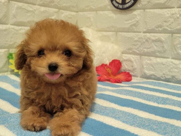 福島県のトイプードル(トイ) (アミーゴ須賀川店/2026年4月29日生まれ/女の子/レッド)の子犬の1枚目の画像