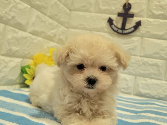 福島県のハーフ犬・ミックス犬 (アミーゴ須賀川店/2026年5月12日生まれ/女の子/アプリコット)の子犬