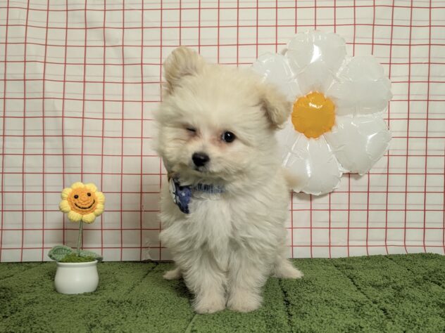 山形県のハーフ犬・ミックス犬 (アミーゴ酒田店/2026年5月18日生まれ/男の子/クリーム)の子犬の3枚目の画像