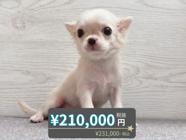 岡山県のチワワ(ロング) (アミーゴ水島店/2026年5月5日生まれ/女の子/クリーム)の子犬の1枚目の画像