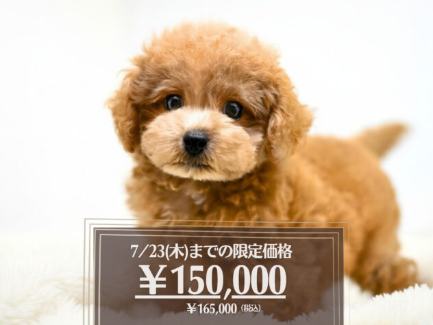 岡山県のハーフ犬・ミックス犬 (アミーゴ大安寺店/2026年3月22日生まれ/女の子/アプリコット)の子犬の1枚目の画像