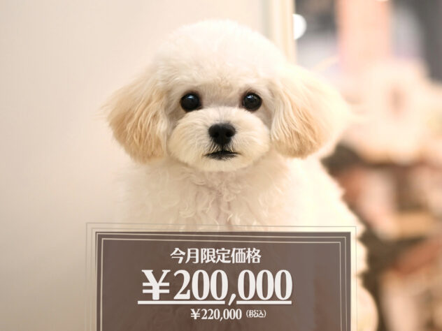 岡山県のハーフ犬・ミックス犬 (アミーゴ大安寺店/2026年2月12日生まれ/女の子/クリーム)の子犬の1枚目の画像