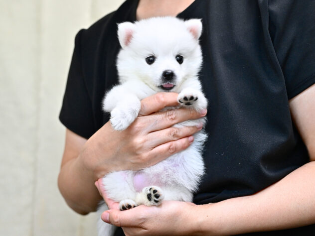 岡山県の日本スピッツ (アミーゴ大安寺店/2026年5月8日生まれ/女の子/ホワイト)の子犬の4枚目の画像