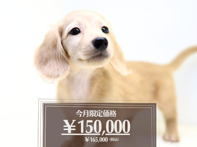 岡山県のミニチュアダックスフンド(ロング) (アミーゴ大安寺店/2026年3月2日生まれ/男の子/イエロー)の子犬の1枚目の画像
