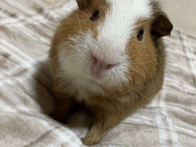 ポトフ