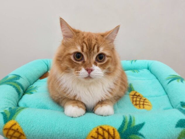 山形県のサイベリアン (アミーゴ米沢店/2025年11月27日生まれ/男の子/レッドタビーホワイト)の子猫
