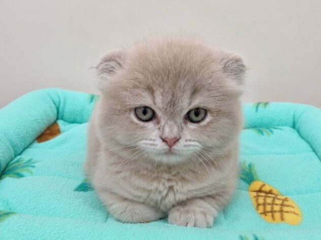 山形県のマンチカン (アミーゴ米沢店/2026年5月2日生まれ/女の子/クリーム)の子猫