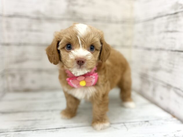 福島県のハーフ犬・ミックス犬 (アミーゴいわき店/2026年5月5日生まれ/女の子/アプリコット)の子犬の3枚目の画像