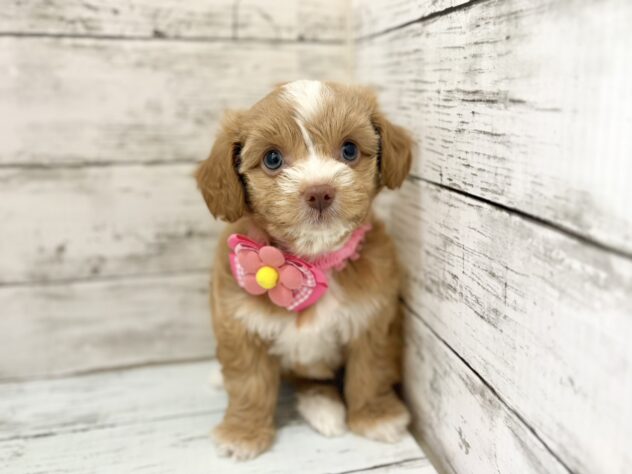 福島県のハーフ犬・ミックス犬 (アミーゴいわき店/2026年5月5日生まれ/女の子/アプリコット)の子犬の2枚目の画像
