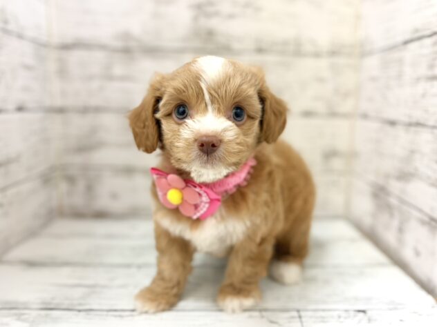 福島県のハーフ犬・ミックス犬 (アミーゴいわき店/2026年5月5日生まれ/女の子/アプリコット)の子犬の1枚目の画像