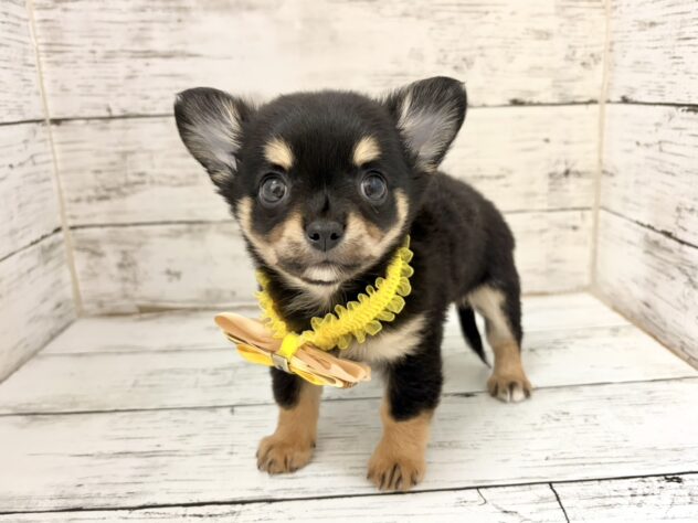 福島県のチワワ(ロング) (アミーゴいわき店/2026年5月5日生まれ/男の子/ブラックタン)の子犬の2枚目の画像