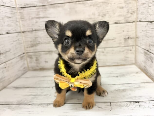 福島県のチワワ(ロング) (アミーゴいわき店/2026年5月5日生まれ/男の子/ブラックタン)の子犬の1枚目の画像