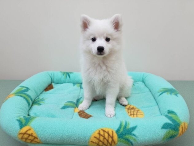 山形県の日本スピッツ (アミーゴ米沢店/2026年3月20日生まれ/男の子/ホワイト)の子犬