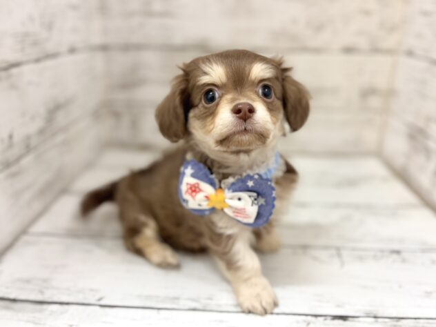 福島県のハーフ犬・ミックス犬 (アミーゴいわき店/2026年5月11日生まれ/男の子/チョコレートタン)の子犬の2枚目の画像