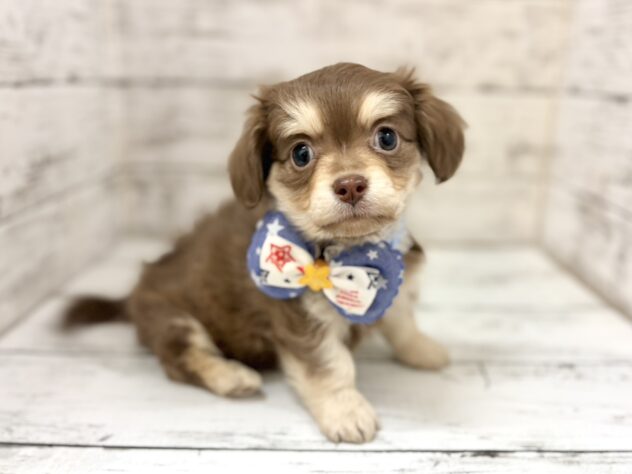 福島県のハーフ犬・ミックス犬 (アミーゴいわき店/2026年5月11日生まれ/男の子/チョコレートタン)の子犬の1枚目の画像