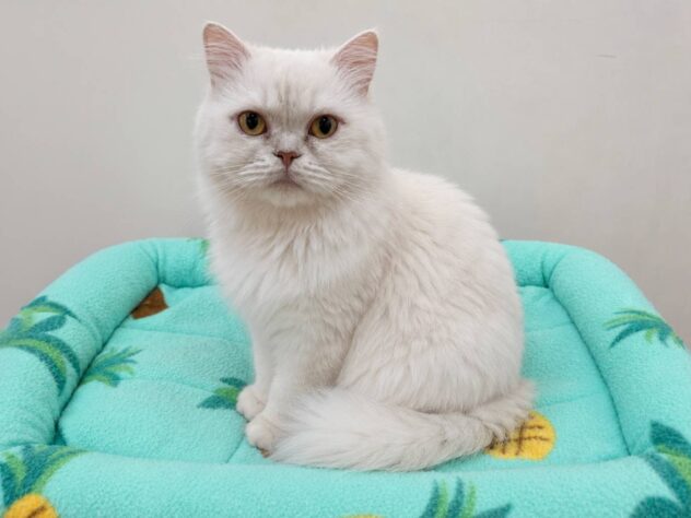 山形県のミヌエット (アミーゴ米沢店/2025年7月28日生まれ/男の子/カメオ)の子猫