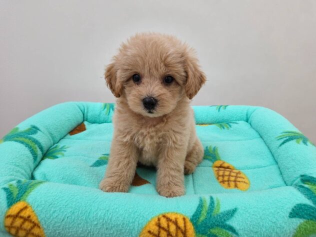 山形県のハーフ犬・ミックス犬 (アミーゴ米沢店/2026年5月8日生まれ/女の子/クリーム)の子犬