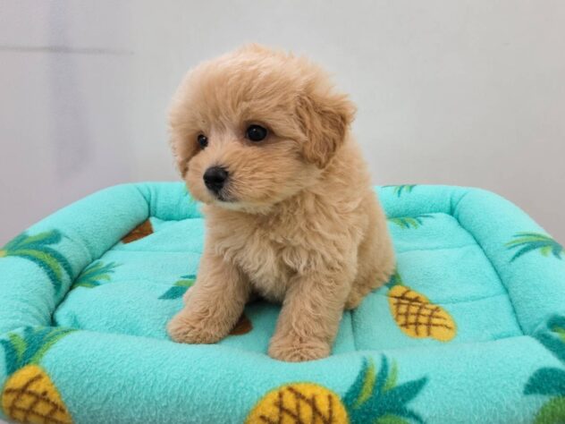 山形県のハーフ犬・ミックス犬 (アミーゴ米沢店/2026年5月8日生まれ/男の子/クリーム)の子犬