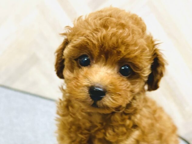 岡山県のトイプードル(トイ) (アミーゴ水島店/2026年5月6日生まれ/男の子/レッドフォーン)の子犬の3枚目の画像