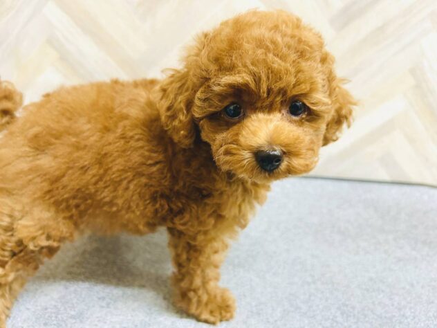 岡山県のトイプードル(トイ) (アミーゴ水島店/2026年5月6日生まれ/女の子/レッドフォーン)の子犬の3枚目の画像