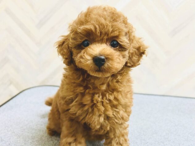 岡山県のトイプードル(トイ) (アミーゴ水島店/2026年5月6日生まれ/女の子/レッドフォーン)の子犬の2枚目の画像
