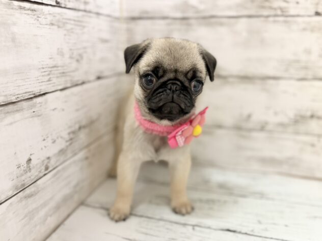 福島県のパグ (アミーゴいわき店/2026年5月7日生まれ/女の子/フォーン)の子犬の3枚目の画像