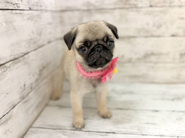福島県のパグ (アミーゴいわき店/2026年5月7日生まれ/女の子/フォーン)の子犬の1枚目の画像