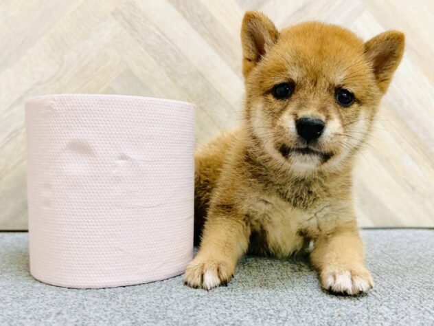 岡山県の豆柴 (アミーゴ水島店/2026年5月18日生まれ/男の子/赤)の子犬の3枚目の画像