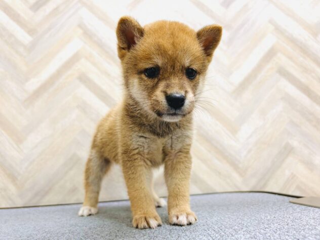 岡山県の豆柴 (アミーゴ水島店/2026年5月18日生まれ/男の子/赤)の子犬の4枚目の画像