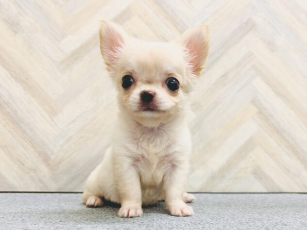 岡山県のチワワ(ロング) (アミーゴ水島店/2026年5月5日生まれ/女の子/クリーム)の子犬の2枚目の画像