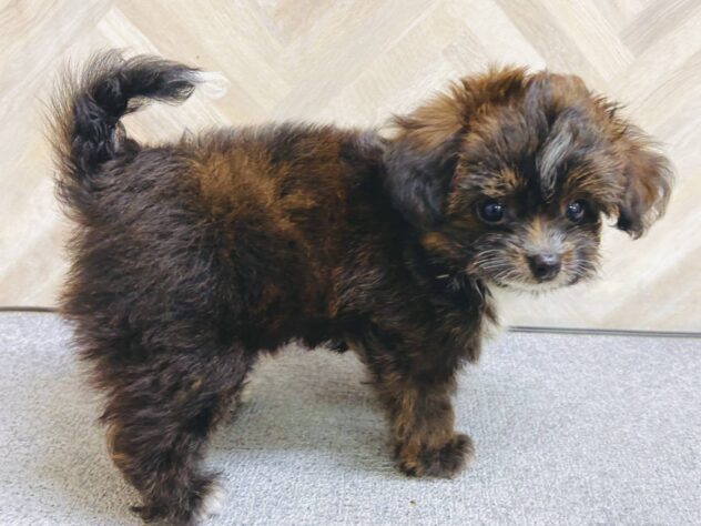 岡山県のハーフ犬・ミックス犬 (アミーゴ水島店/2026年5月13日生まれ/男の子/ブラックホワイト)の子犬の4枚目の画像