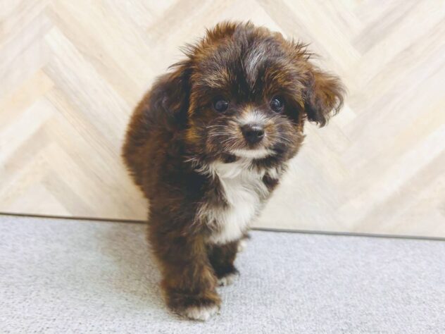 岡山県のハーフ犬・ミックス犬 (アミーゴ水島店/2026年5月13日生まれ/男の子/ブラックホワイト)の子犬の3枚目の画像