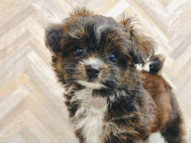 岡山県のハーフ犬・ミックス犬 (アミーゴ水島店/2026年5月13日生まれ/男の子/ブラックホワイト)の子犬の1枚目の画像