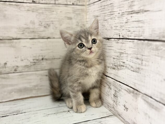 福島県のマンチカン (アミーゴいわき店/2026年5月19日生まれ/女の子/ブルーパッチドタビー)の子猫の2枚目の画像