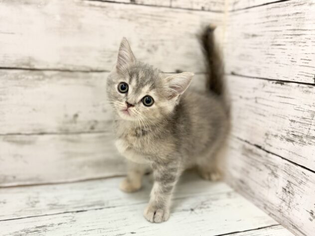 福島県のマンチカン (アミーゴいわき店/2026年5月19日生まれ/女の子/ブルーパッチドタビー)の子猫
